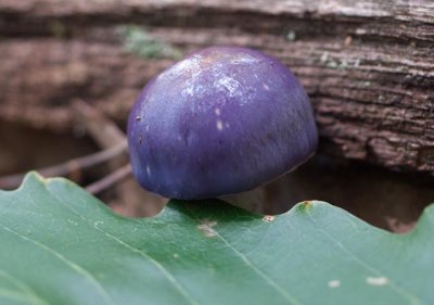 Cortinarius iodes05219.jpg