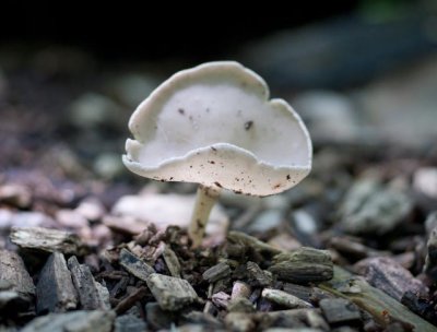 Helvella macropus05201.jpg