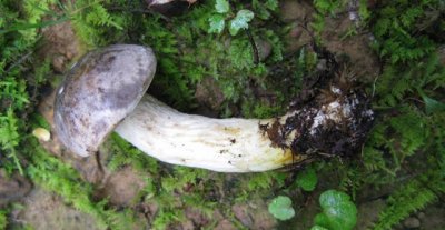 Retiboletus griseus1205.jpg