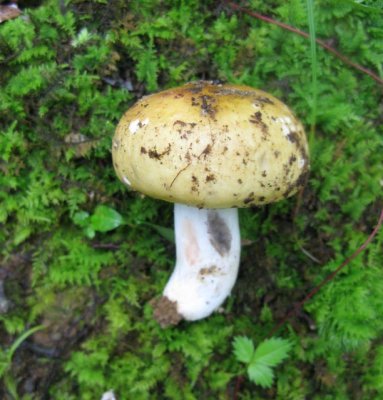 Russula blackening1195.jpg