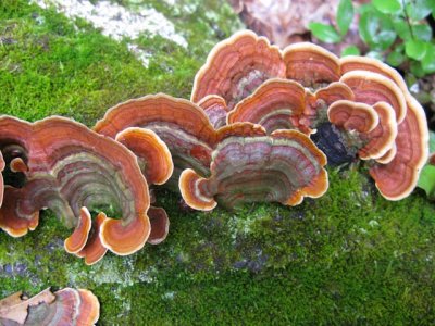 Stereum ostrea1154.jpg