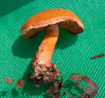 Cortinarius bolaris05277.jpg
