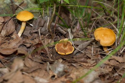 Cortinarius luteus05690.jpg