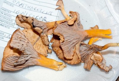 Cantharellus ignicolor05701.jpg