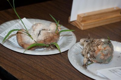 Fomitopsis spraguei05716.jpg