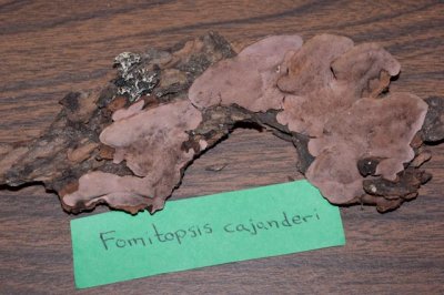 Fomitopsis cajanderi05727.jpg