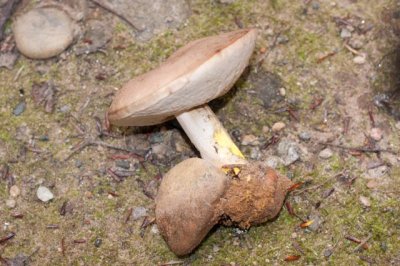 Pseudoboletus parasiticus05735.jpg