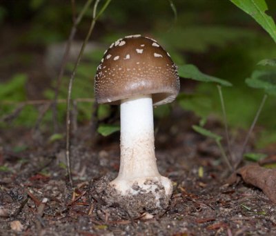 Amanita brunnescens05757.jpg