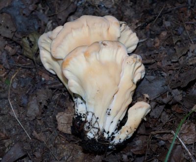 Meripilus sumsteinii pore surface05770.jpg