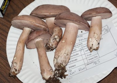 Tylopilus violatinctus05798.jpg