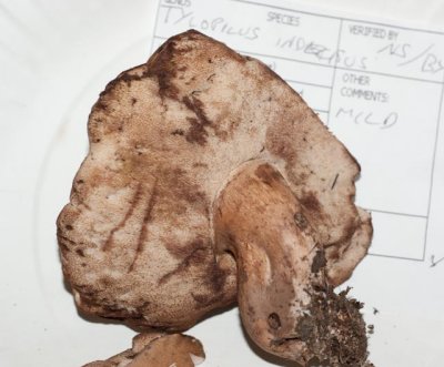 Tylopilus indecisus05804.jpg
