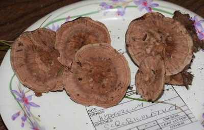 Hydnellum scrobiculatum05818.jpg