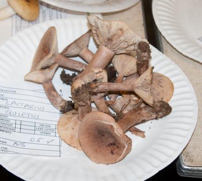 Lactarius gerardii05849.jpg