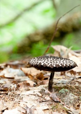 Strobilomyces floccopus06424.jpg