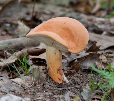 Lactarius volemus06432.jpg