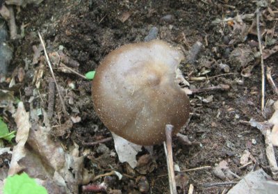 Nolanea (Entoloma) verna_5963.jpg