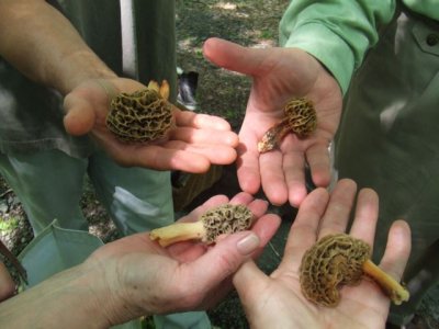 Robin's morel photo.jpg