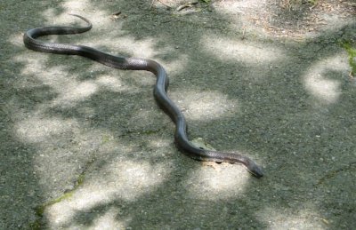 black snake taking a  hike 5987.jpg