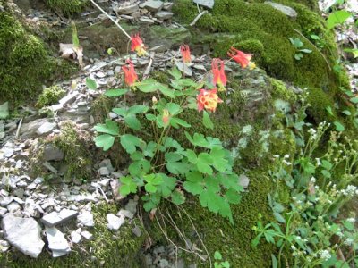 Wild columbine IMG_5980.jpg