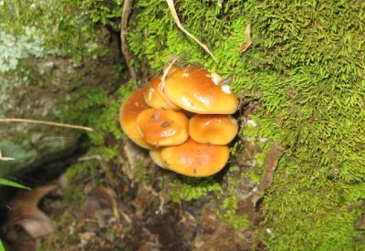 Flammulina velutipes _5981.jpg