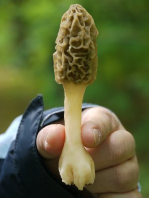 Morchella sp.000297.jpg