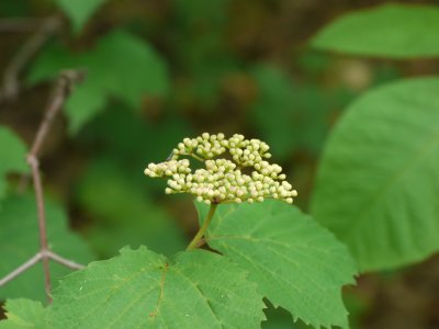 Maple leaf viburnum000344.jpg