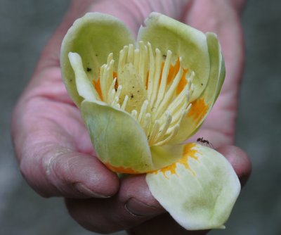 Tulip Poplar blossum with ant1000461.jpg