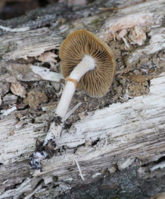 Agrocybe praecox?1000472.jpg