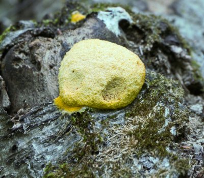 Fuligo septica - Scrambled egg slime mold1000505.jpg