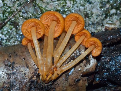 Mycena leiana02093.jpg