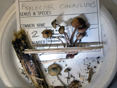 Psilocybe caerulipes 7835.jpg
