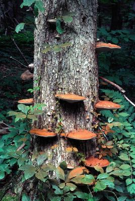 Ganoderma applanatum 01 PK1.JPG