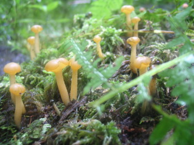 Leotia lubrica.JPG