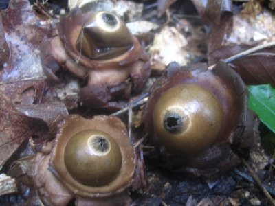 Geastrum triplex.JPG