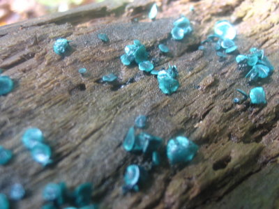 Chlorociboria aeruginascens.JPG