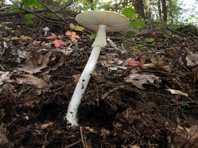 Amanita bisporigera (virosa)5432.jpg