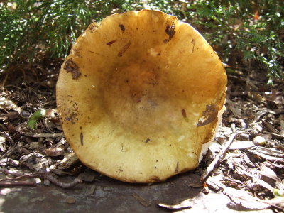 Russula flavida5368.JPG