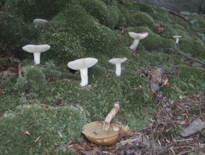 Russula family in moss. Abandoned Suillus granulatus in foreground.5304.jpg