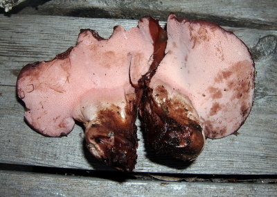 Fistulina hepatica - liver anyone?5341.jpg