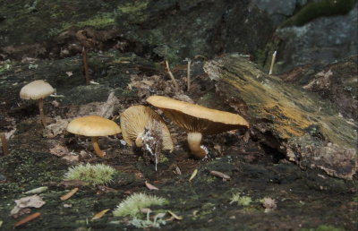 Gymnopilus sp.. Note the spore deposit on the wood.5294.jpg