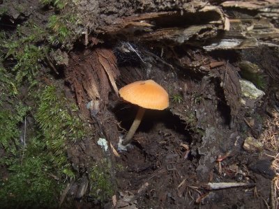 Nolanea quadrata (Entoloma salmonea)5430_resize.jpg