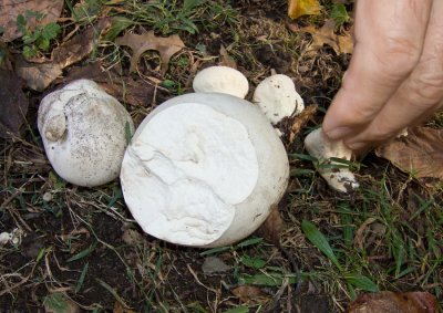 Small Calvatia gigantea with Lycoperdon perlatum 1178-2.jpg