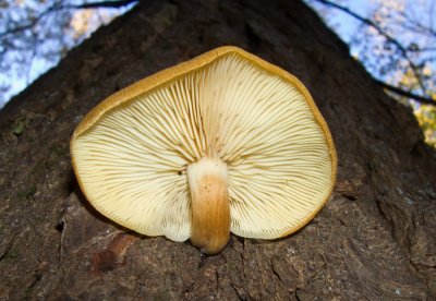 Tricholomopsis decora 1146.jpg