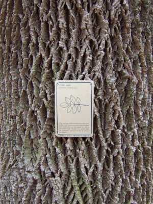 White Ash Bark 'Design' 1556.jpg