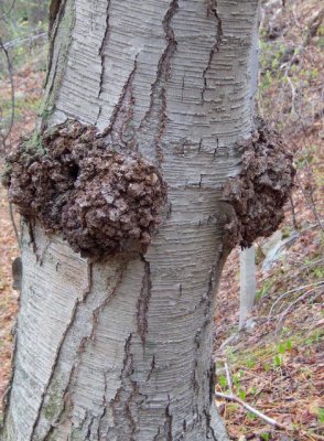 'Chaga' on birch, used as a remedy for cancer in Siberia 1562.jpg