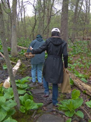 Stepping Through the Wilderness Wetlands 1563.jpg