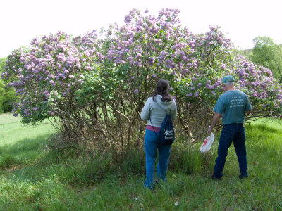 John and Jane enjoying the fragrance of lilacs1742-1.jpg