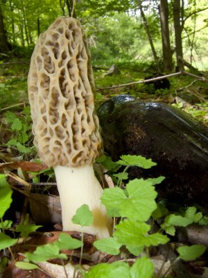 Morchella elata next to cast away beer bottle - Could they be mycorrhizal?1780-1.jpg