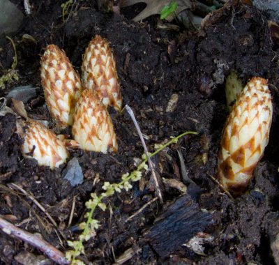 No these aren't Morchella esculenta - look more closely.  They are 'Squawroot' or Conopholis americana-1.jpg