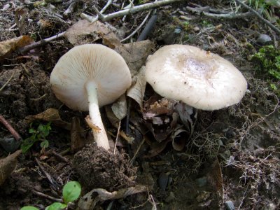 Pluteus cervinus - the Fawn Mushroom - grows on wood and is edible.1743-1.jpg